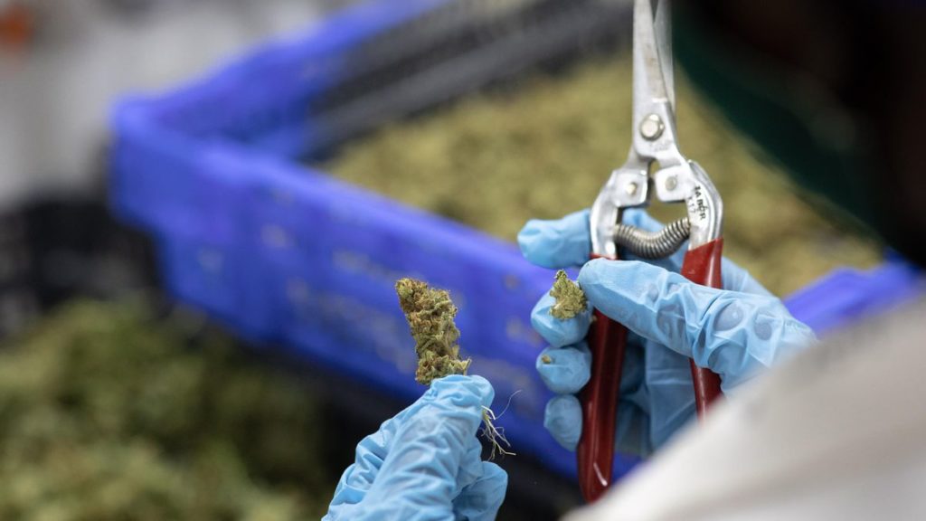 U.N. Removes Marijuana From List Of Most Dangerous Drugs