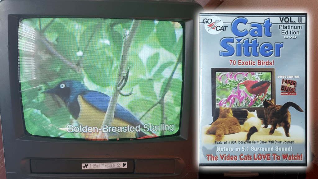 What We’re Watching: How a DVD for Cats Got Me Hooked on Bird Videos