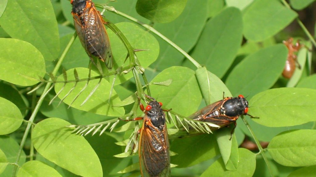 Brood X Cicadas Are About To Emerge—Here’s What You Need To Know