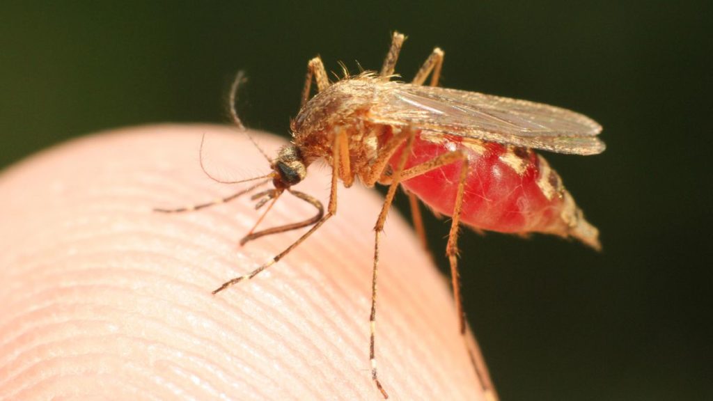 Breakthrough Malaria Vaccine Is 77% Effective, Giving Hope Against One Of The World’s Biggest Killers