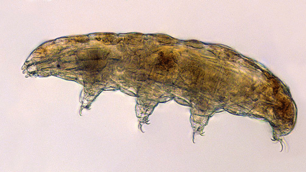 Tardigrades and Baby Squid Are Being Launched Into Space for Science