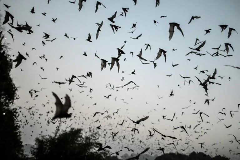 Bats with Covid-like viruses found in Laos: study