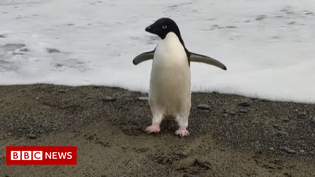 Rare penguin makes 1800-mile journey to New Zealand