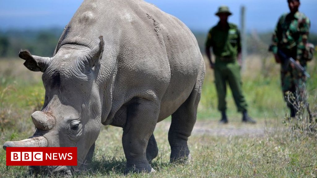 One of world’s last northern white rhinos retired from breeding scheme