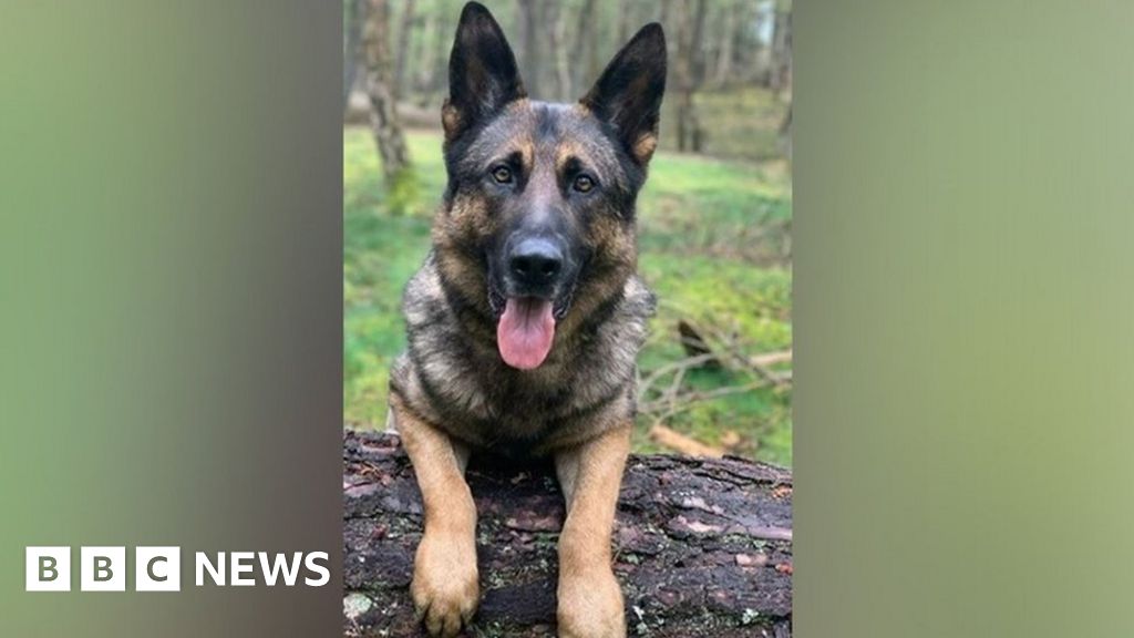 Met Police dog dies after chasing down moped thieves